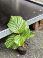 Zdjęcie rośliny Calathea Orbifolia, ujęcie 2