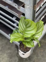 Zdjęcie rośliny Calathea Orbifolia, ujęcie 3