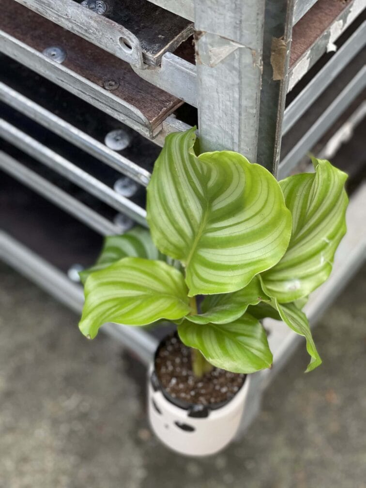 Zdjęcie rośliny Calathea Orbifolia, ujęcie 3