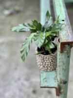 Zdjęcie rośliny Calathea rufibarba, ujęcie 2