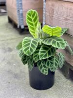 Zdjęcie rośliny Calathea Zebrina, ujęcie 1