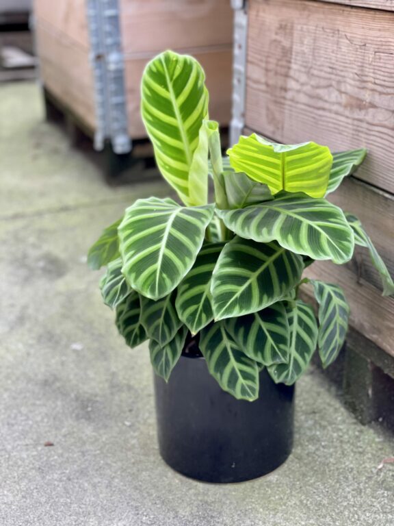 Zdjęcie rośliny Calathea Zebrina, ujęcie 1