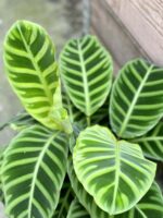 Zdjęcie rośliny Calathea Zebrina, ujęcie 2