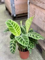 Zdjęcie rośliny Calathea Zebrina, ujęcie 3
