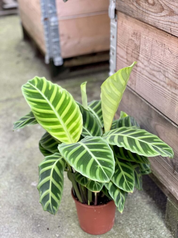 Zdjęcie rośliny Calathea Zebrina, ujęcie 3
