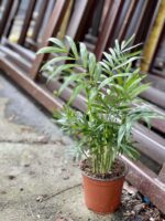 Zdjęcie rośliny Chamaedorea Elegans (Chemedora Wytworna), ujęcie 2