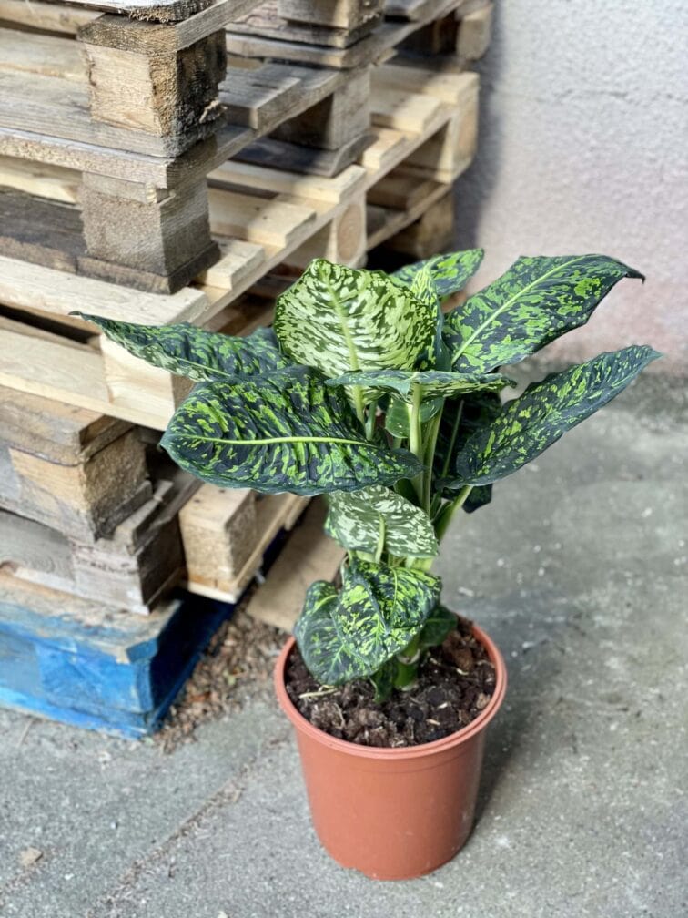 Zdjęcie rośliny Dieffenbachia Reflector, ujęcie 1
