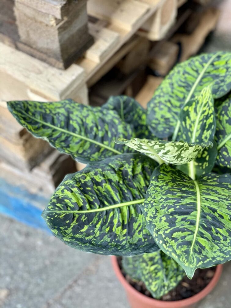 Zdjęcie rośliny Dieffenbachia Reflector, ujęcie 2