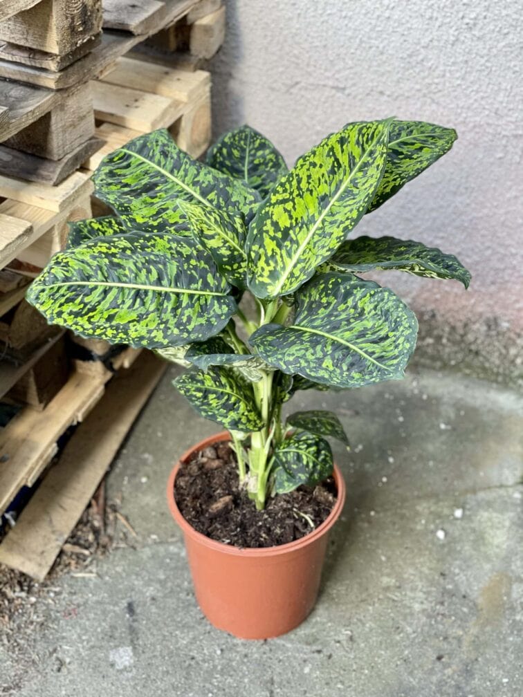 Zdjęcie rośliny Dieffenbachia Reflector, ujęcie 3