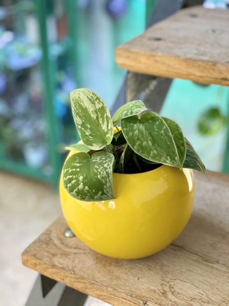 Zdjęcie doniczki lub oslonki: Osłonka Bowl 9x12 cm, ujęcie 2