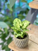 Zdjęcie doniczki lub oslonki: Osłonka Grzechotnik 6x7 cm, ujęcie 2