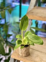 Zdjęcie rośliny Philodendron sp., ujęcie 1