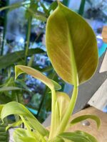 Zdjęcie rośliny Philodendron sp., ujęcie 2