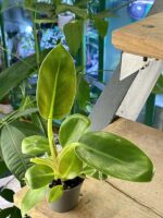 Zdjęcie rośliny Philodendron sp., ujęcie 3