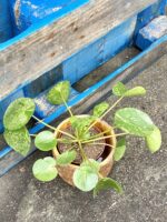 Zdjęcie rośliny Pilea peperomioides Mojito, ujęcie 1