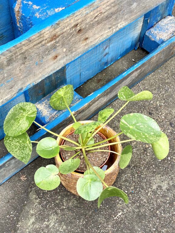 Zdjęcie rośliny Pilea peperomioides Mojito, ujęcie 1