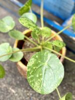 Zdjęcie rośliny Pilea peperomioides Mojito, ujęcie 2