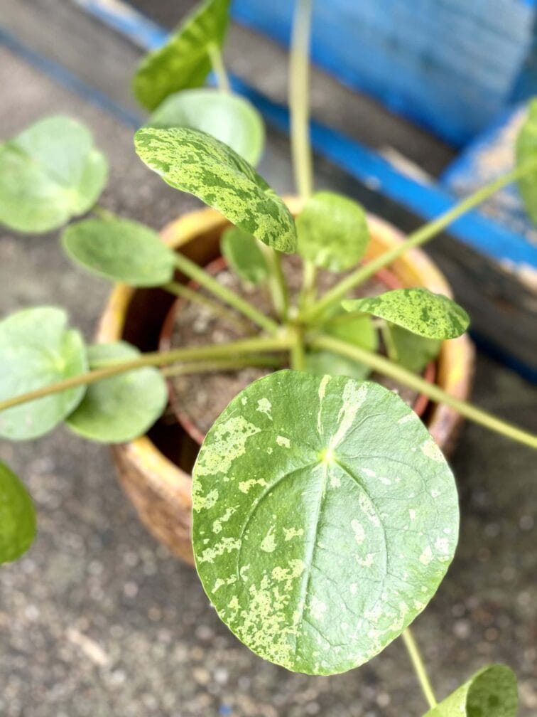 Zdjęcie rośliny Pilea peperomioides Mojito, ujęcie 2