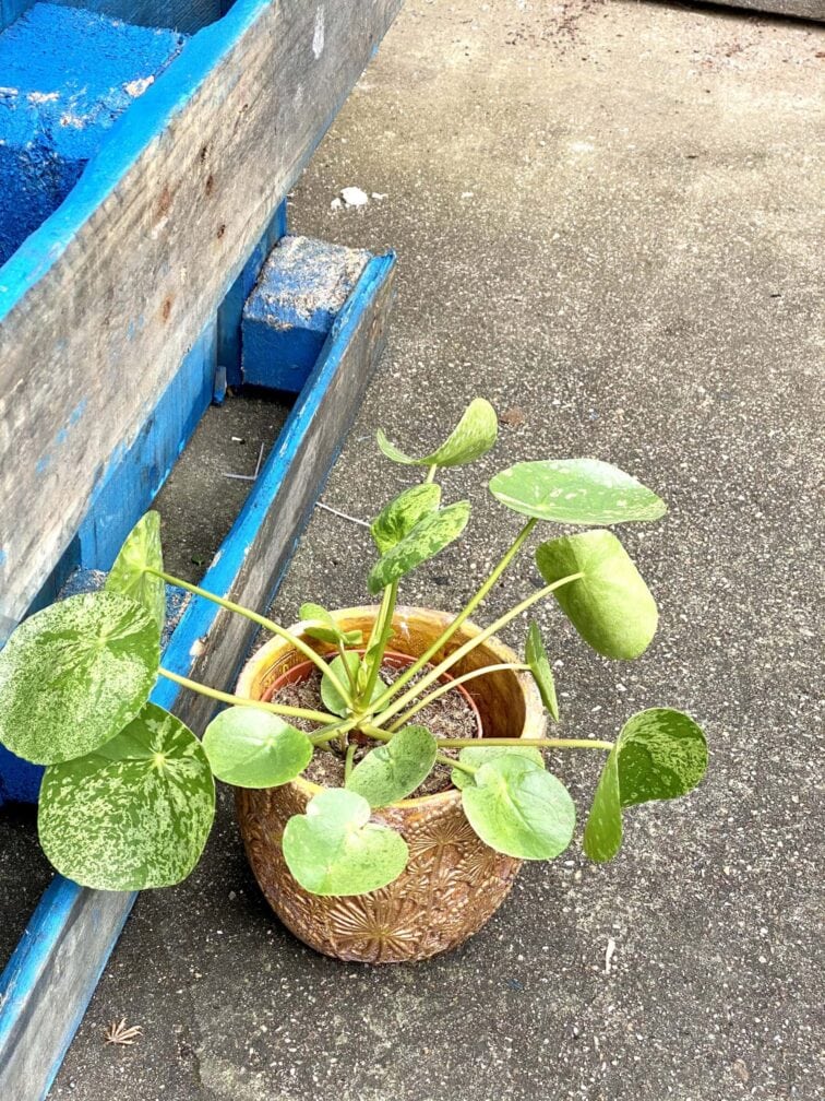Zdjęcie rośliny Pilea peperomioides Mojito, ujęcie 3