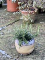 Zdjęcie rośliny Rosmarinus officinalis Prostratus (Rozmaryn płożący), ujęcie 1