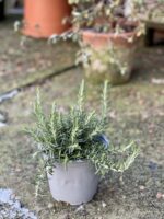 Zdjęcie rośliny Rosmarinus officinalis Prostratus (Rozmaryn płożący), ujęcie 2