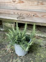 Zdjęcie rośliny Rosmarinus officinalis Prostratus (Rozmaryn płożący), ujęcie 3