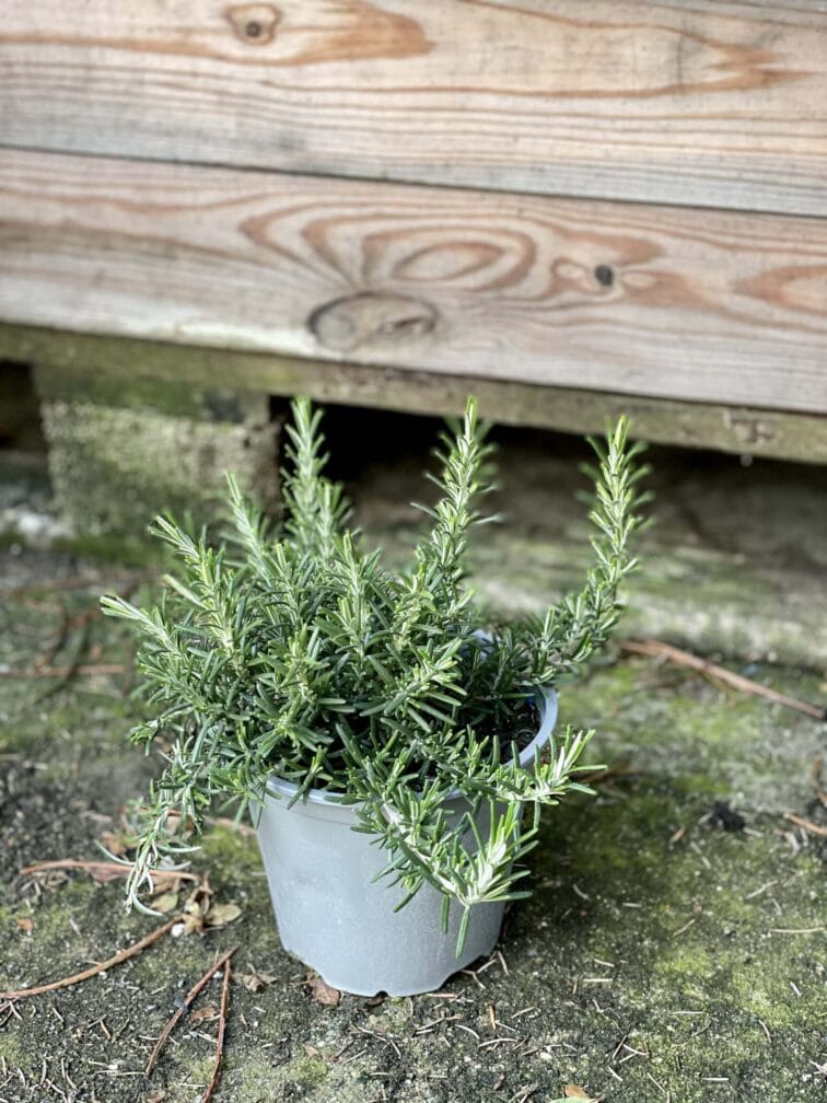 Zdjęcie rośliny Rosmarinus officinalis Prostratus (Rozmaryn płożący), ujęcie 3