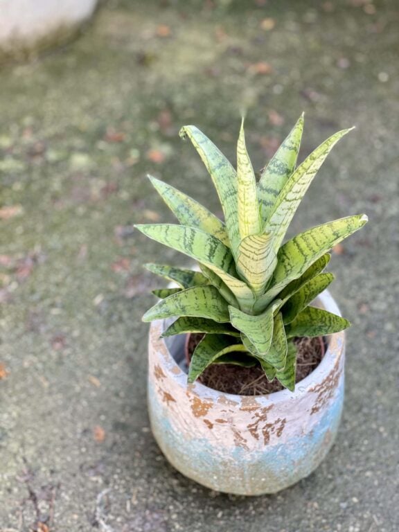 Zdjęcie rośliny Sansevieria tough lady, ujęcie 1