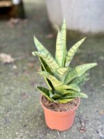 Zdjęcie rośliny Sansevieria tough lady, ujęcie 2