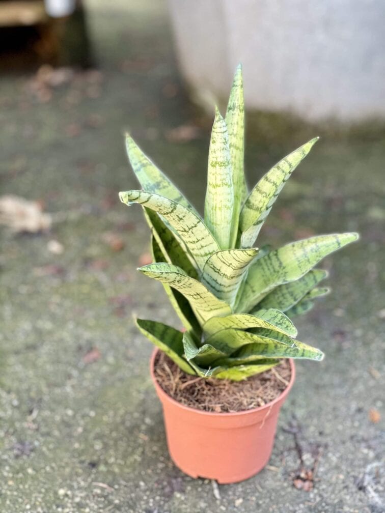 Zdjęcie rośliny Sansevieria tough lady, ujęcie 2