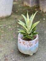 Zdjęcie rośliny Sansevieria tough lady, ujęcie 3