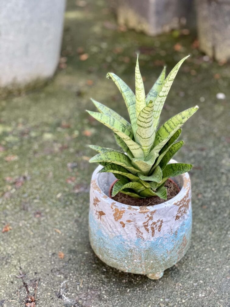 Zdjęcie rośliny Sansevieria tough lady, ujęcie 3