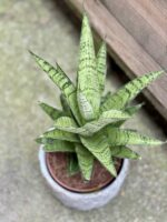 Zdjęcie rośliny Sansevieria tough lady, ujęcie 2