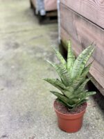 Zdjęcie rośliny Sansevieria tough lady, ujęcie 3