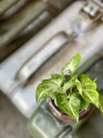 Zdjęcie rośliny Syngonium Arrow, ujęcie 1