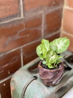 Zdjęcie rośliny Syngonium Arrow, ujęcie 2