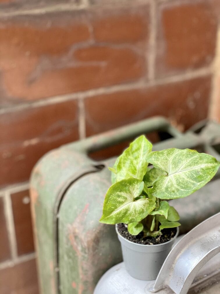 Zdjęcie rośliny Syngonium Arrow, ujęcie 3