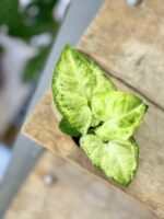 Zdjęcie rośliny Syngonium White Butterfly, ujęcie 1