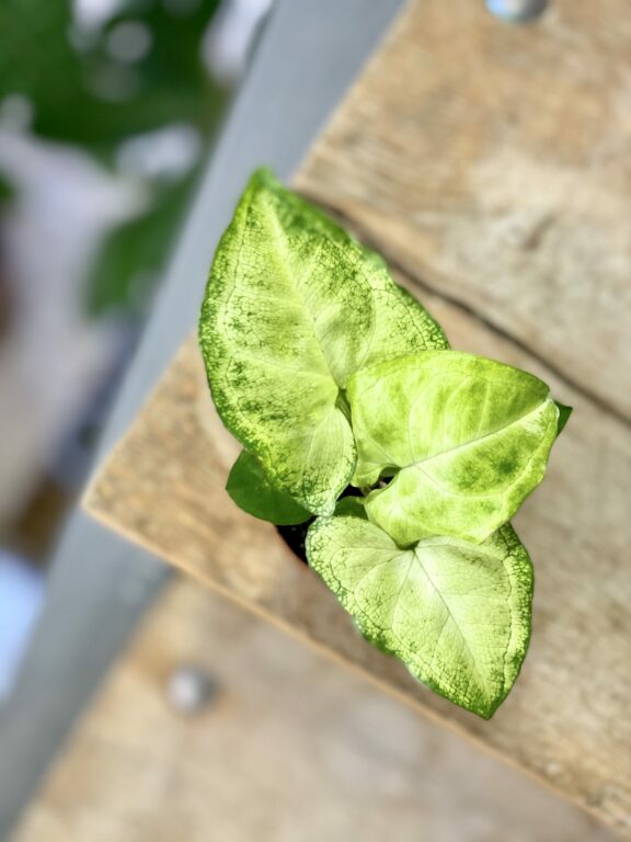 Zdjęcie rośliny Syngonium White Butterfly, ujęcie 1