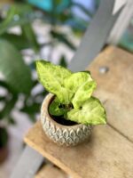 Zdjęcie rośliny Syngonium White Butterfly, ujęcie 2