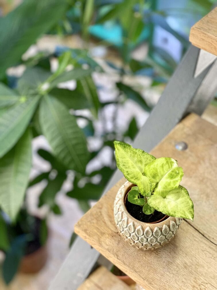 Zdjęcie rośliny Syngonium White Butterfly, ujęcie 3