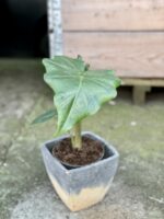 Zdjęcie rośliny Alocasia Portadora, ujęcie 1