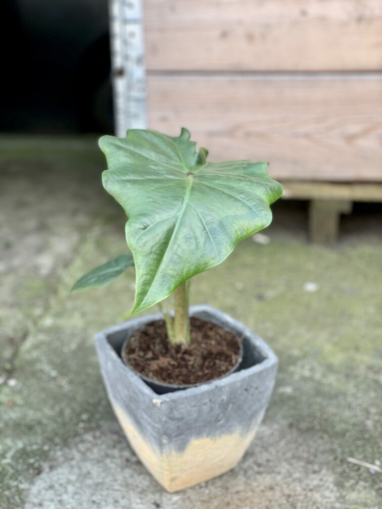 Zdjęcie rośliny Alocasia Portadora, ujęcie 1