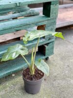 Zdjęcie rośliny Alocasia Portadora, ujęcie 2