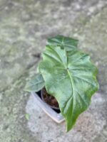 Zdjęcie rośliny Alocasia Portadora, ujęcie 3