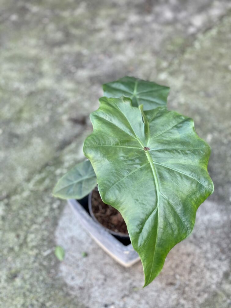 Zdjęcie rośliny Alocasia Portadora, ujęcie 3