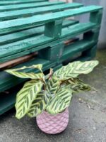 Zdjęcie rośliny Calathea Makoyana, ujęcie 1