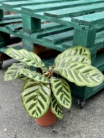 Zdjęcie rośliny Calathea Makoyana, ujęcie 2