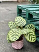 Zdjęcie rośliny Calathea Makoyana, ujęcie 3