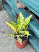 Zdjęcie rośliny Codiaeum variegatum Gold Sun, ujęcie 2